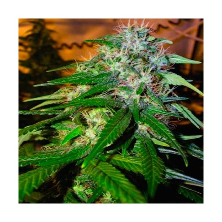 Sour Cream Regular de DNA Genetics