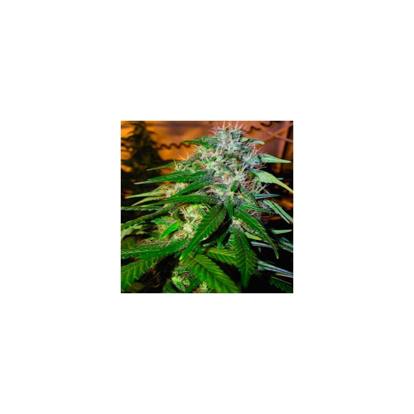 Sour Cream Regular de DNA Genetics