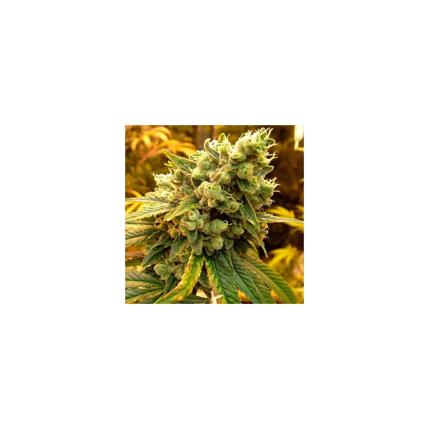 Sour Diesel Feminizada de DNA Genetics