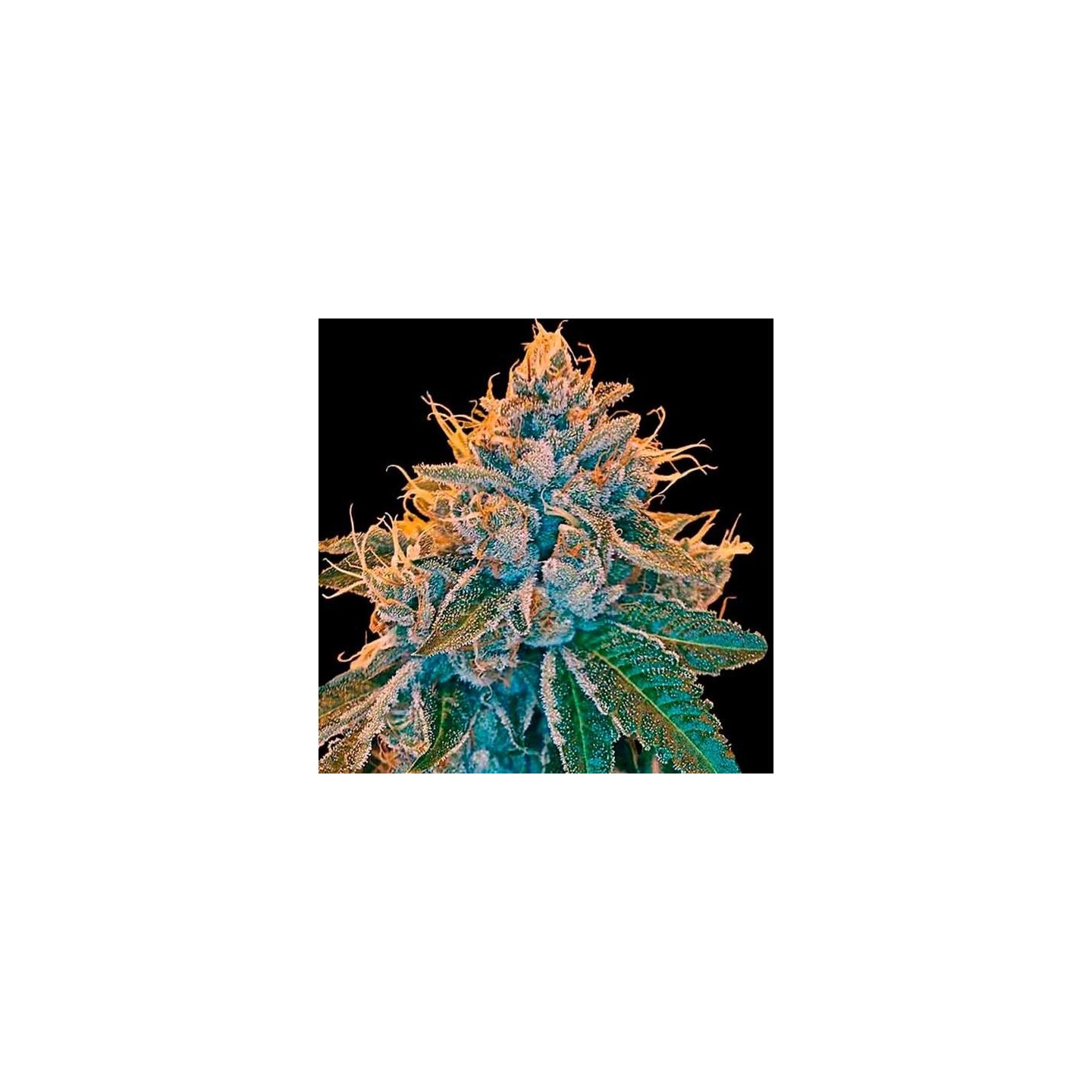 Sour Kosher Feminizada de DNA Genetics