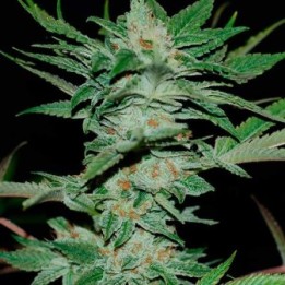 Sour Krypt Regular de DNA Genetics