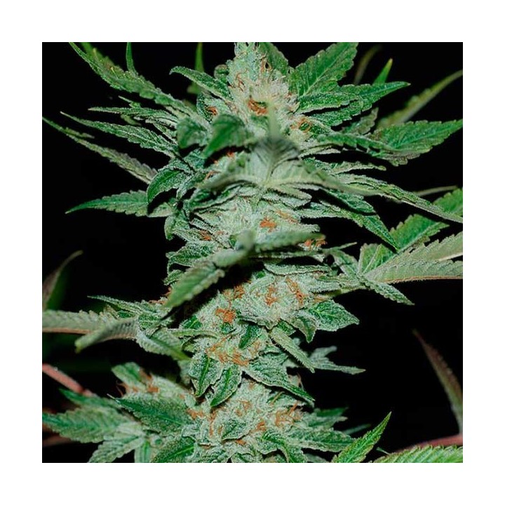 Sour Krypt Regular de DNA Genetics