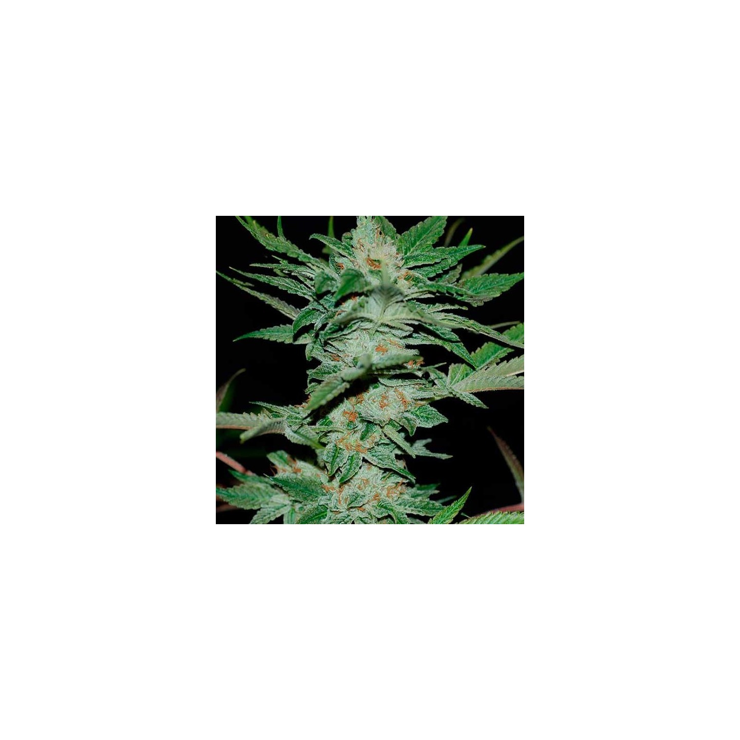 Sour Krypt Regular de DNA Genetics