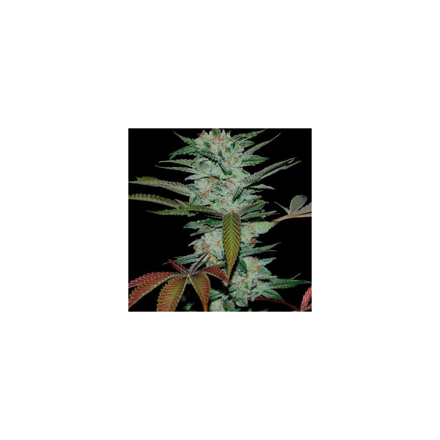 Sour Kush Feminizada de DNA Genetics