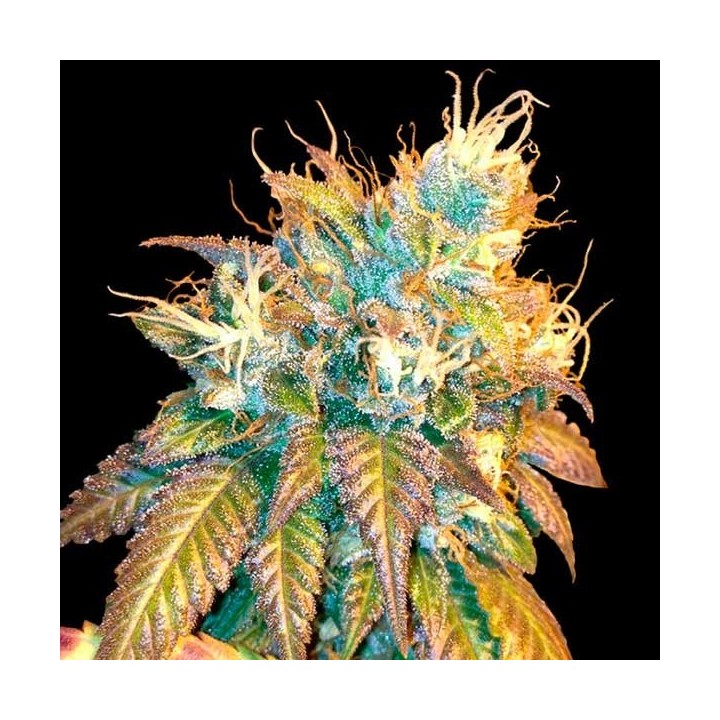 Sour Secret Feminizada de DNA Genetics