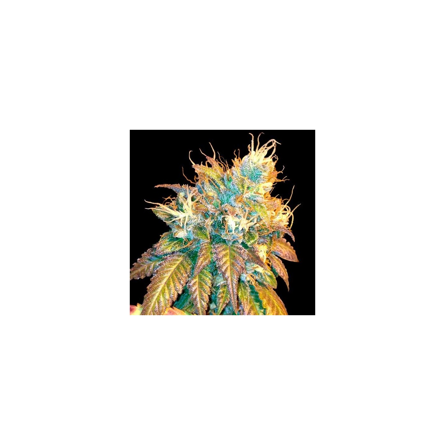 Sour Secret Feminizada de DNA Genetics