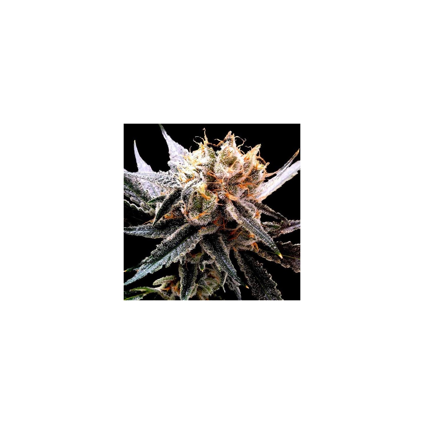 Sour Tangie Feminizada de DNA Genetics