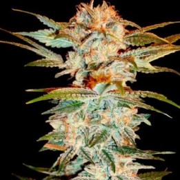 Stacked Kush Feminizada de DNA Genetics