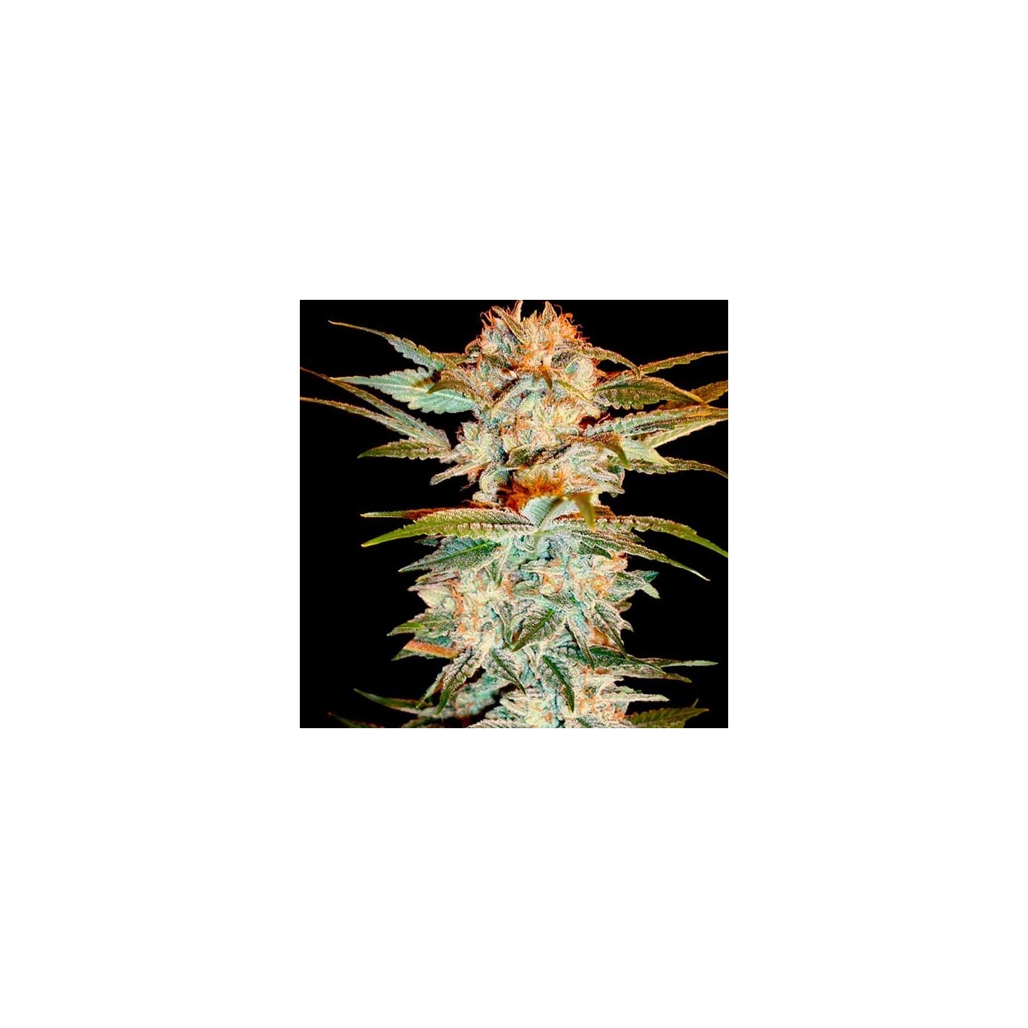 Stacked Kush Feminizada de DNA Genetics