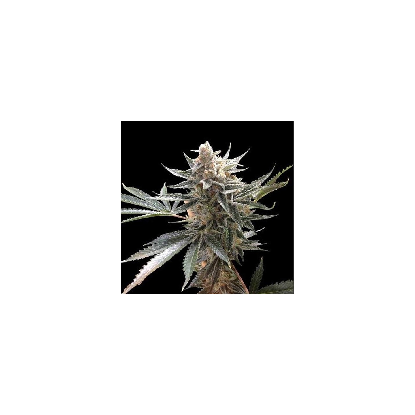Tangie Feminizada de DNA Genetics