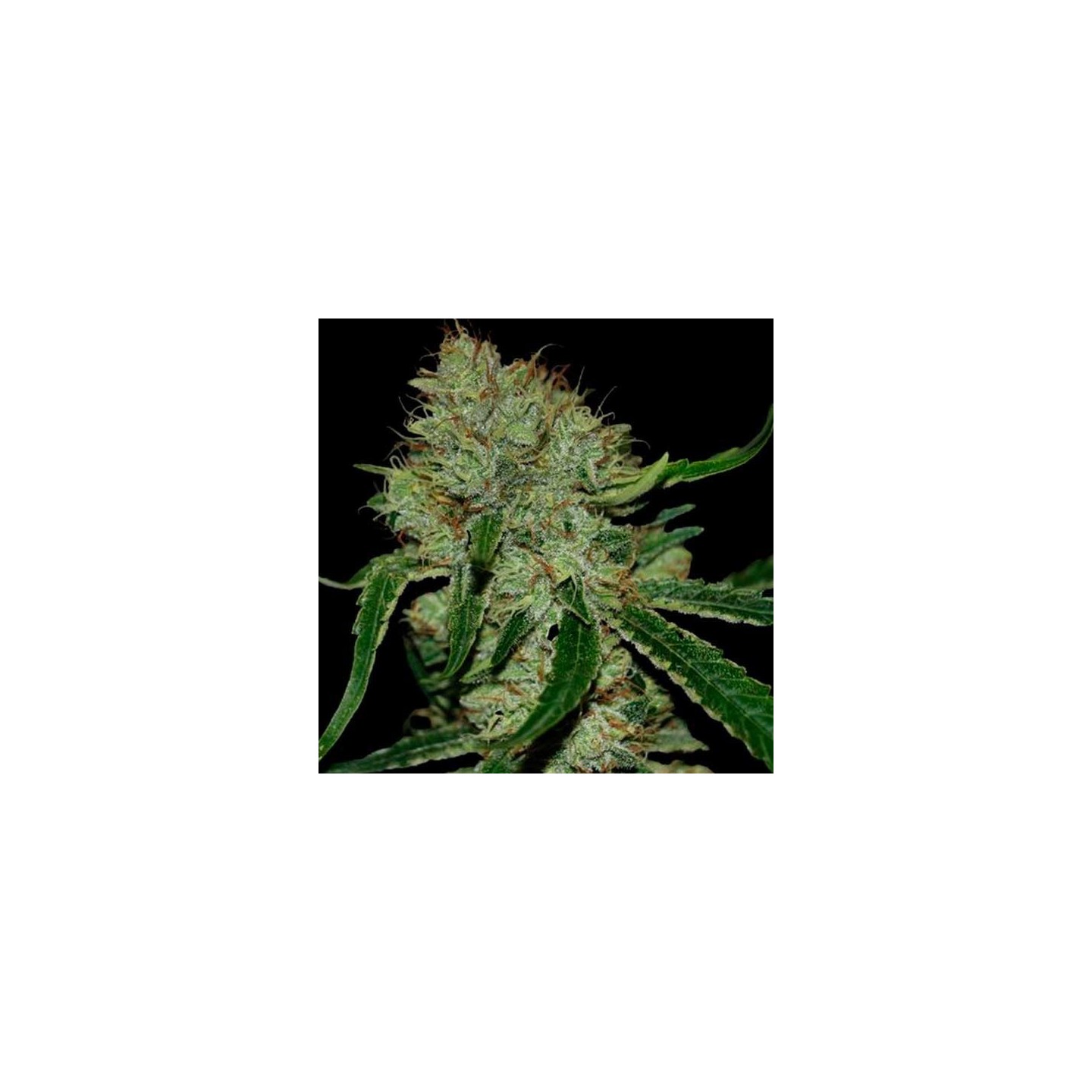 Tangilope Feminizada de DNA Genetics