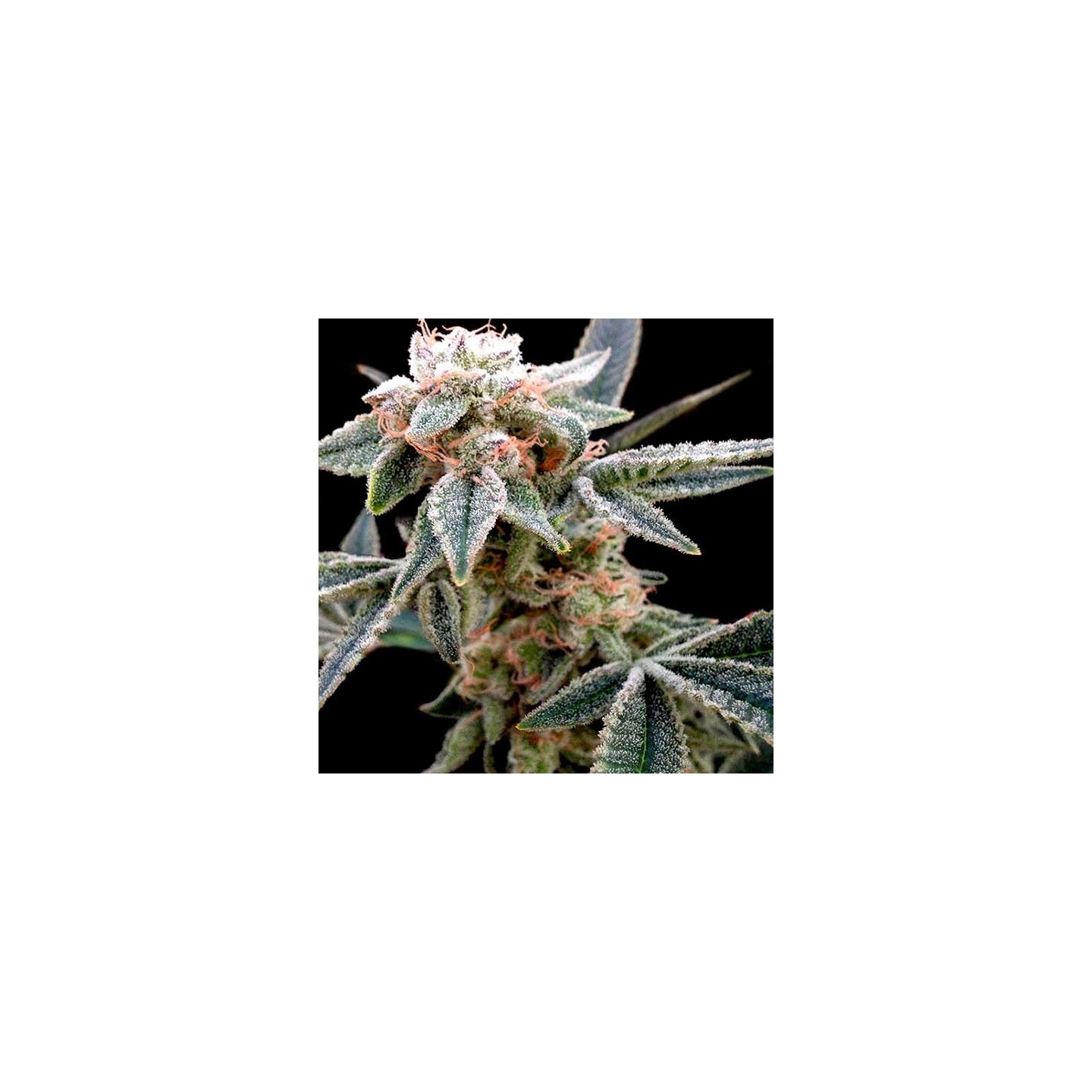 White Alien Feminizada de DNA Genetics