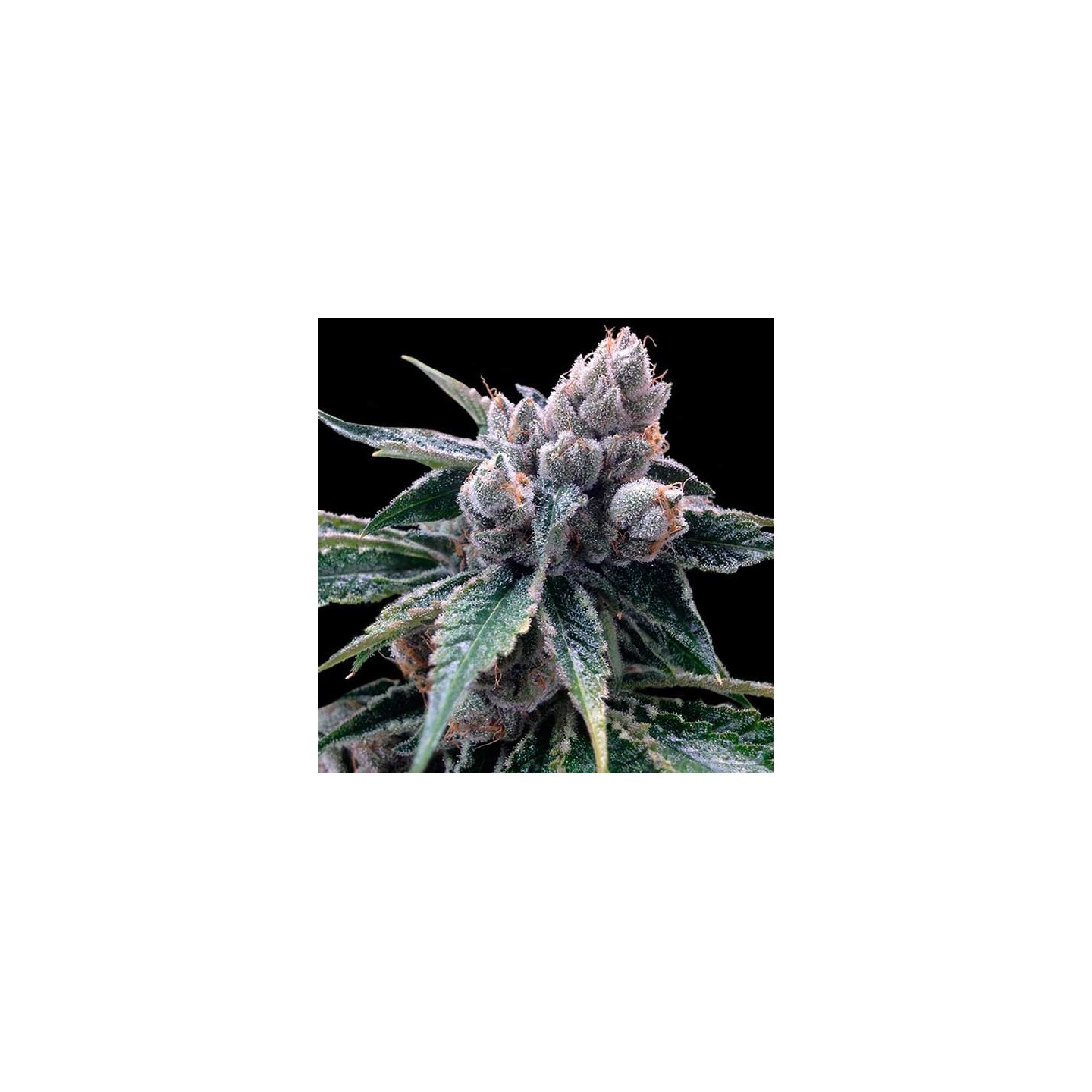 White Walker Kush Feminizada de DNA Genetics