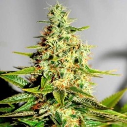 Acapulco Gold Feminizada de Barney's Farm