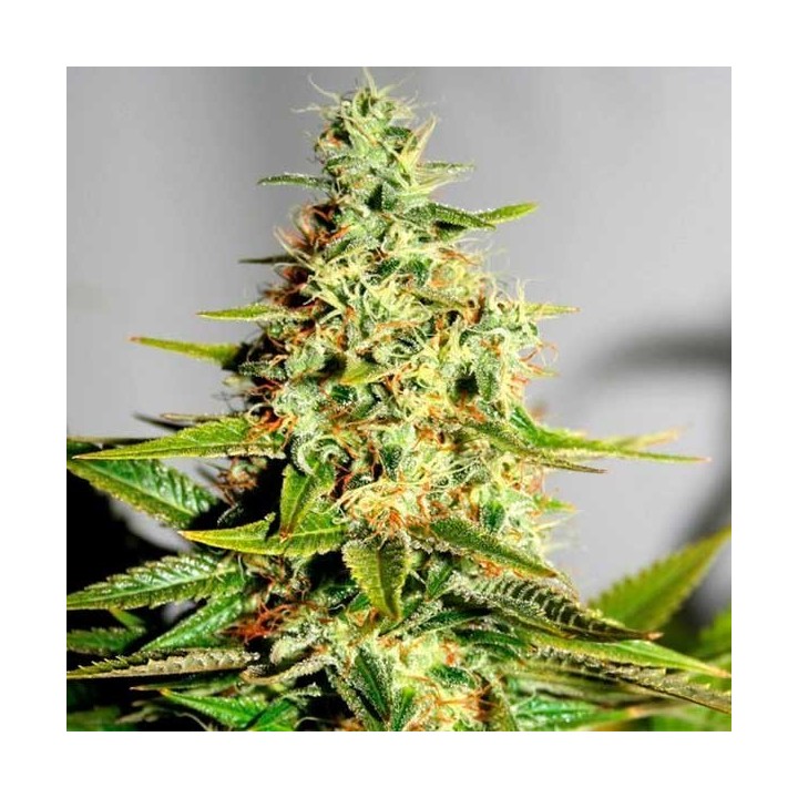 Acapulco Gold Feminizada de Barney's Farm