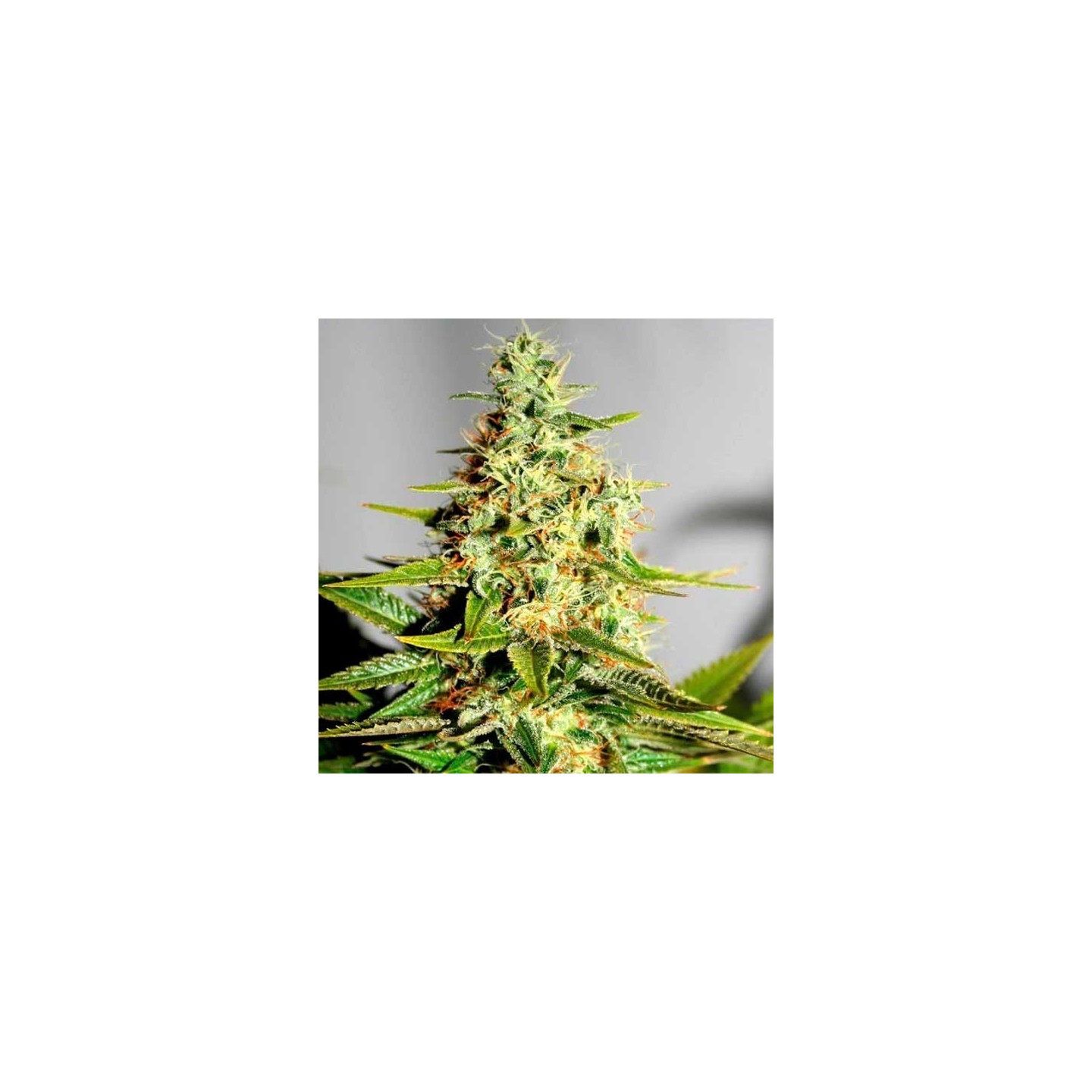 Acapulco Gold Feminizada de Barney's Farm