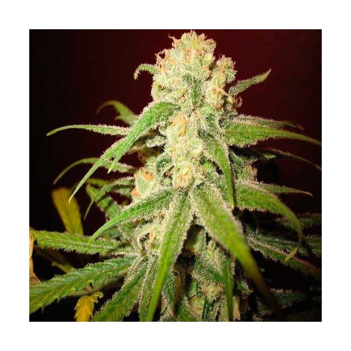 Amnesia Lemon Feminizada de Barney's Farm