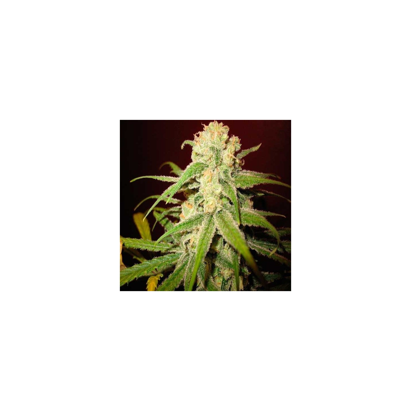 Amnesia Lemon Feminizada de Barney's Farm