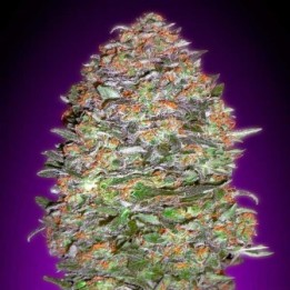 Nyc Diesel Autofloreciente Feminizada de Barney's Farm