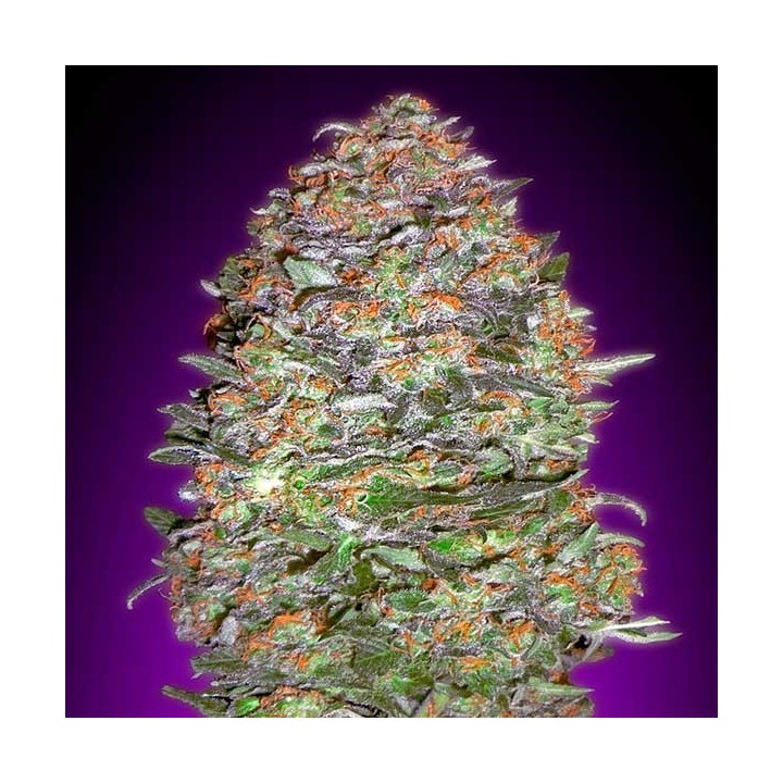 Nyc Diesel Autofloreciente Feminizada de Barney's Farm