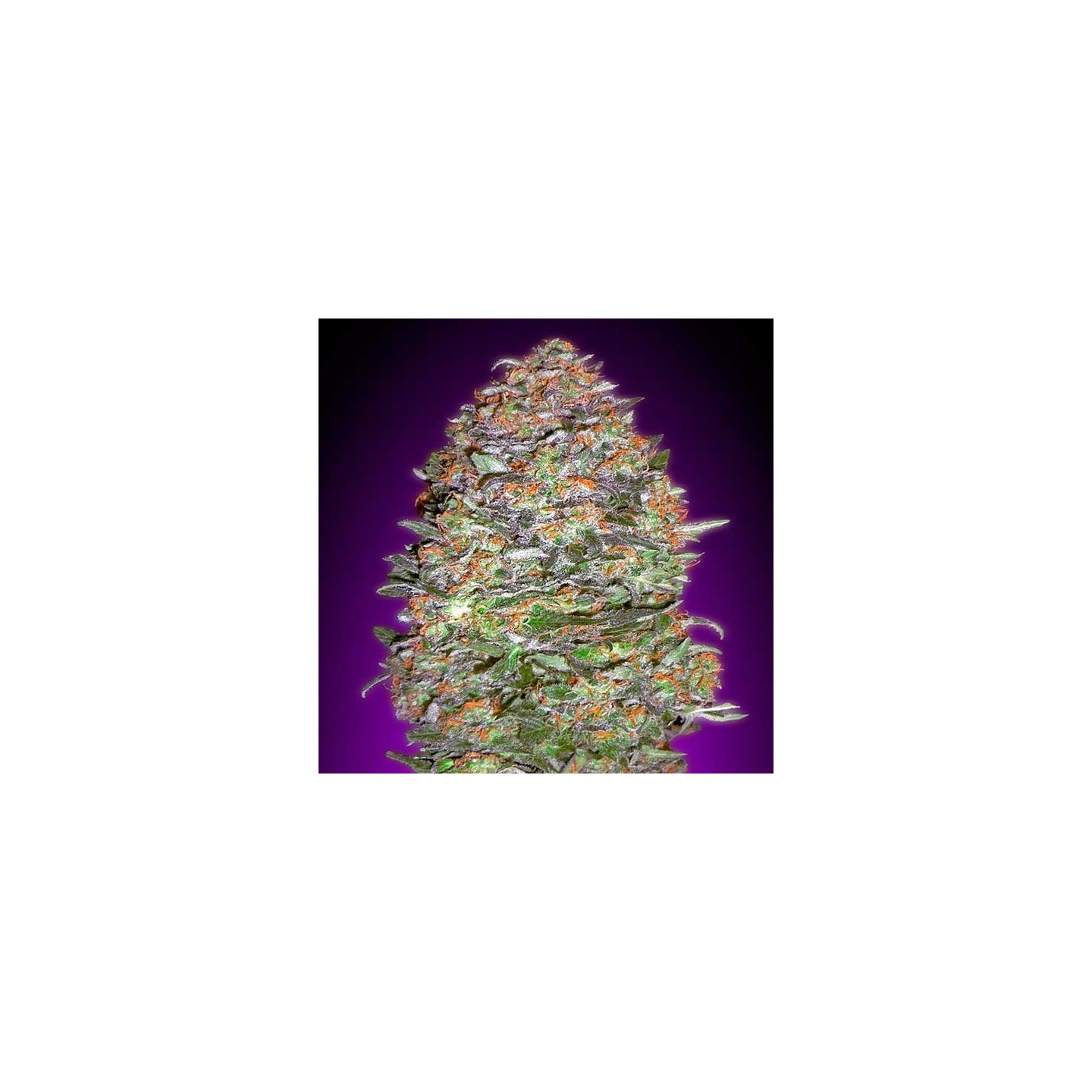 Nyc Diesel Autofloreciente Feminizada de Barney's Farm