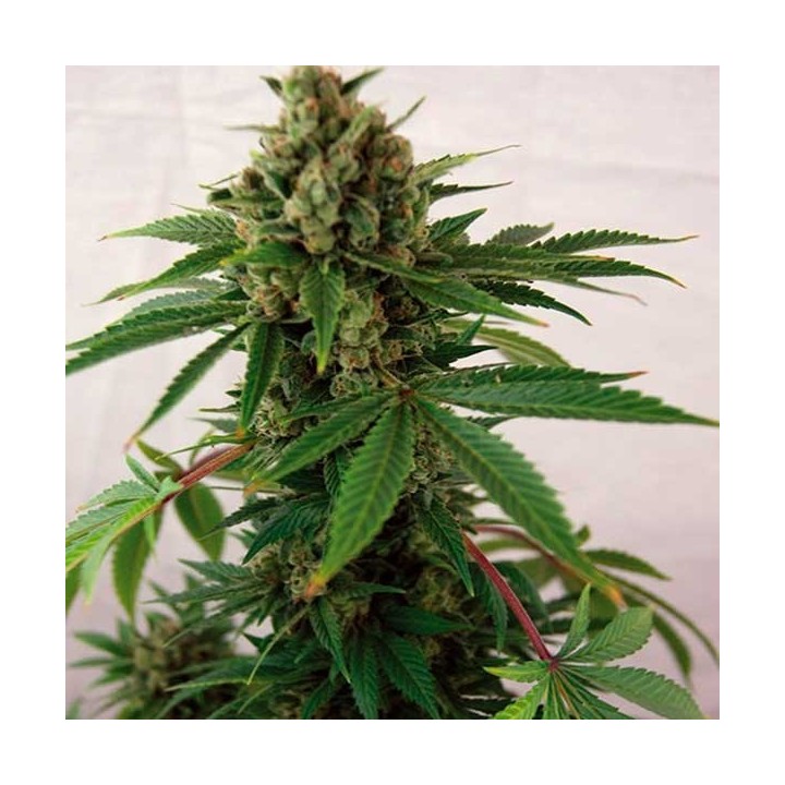 Blue Cheese Autofloreciente Feminizada de Barney's Farm