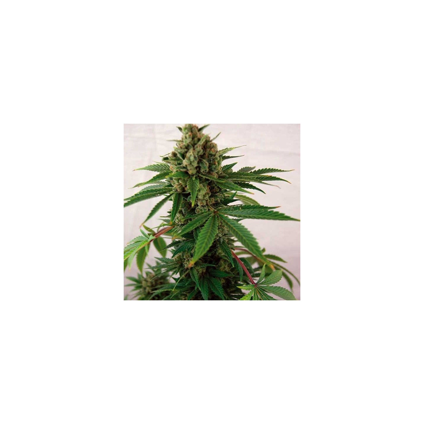 Blue Cheese Autofloreciente Feminizada de Barney's Farm