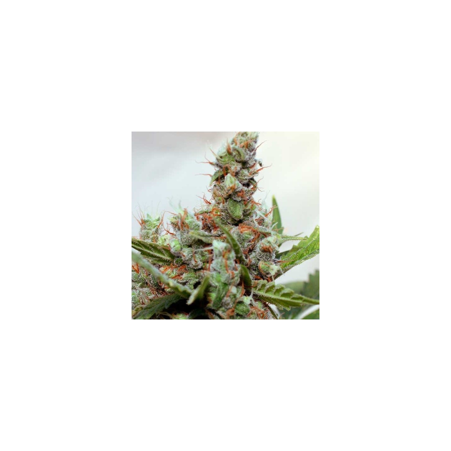 Blue Shark CBD Feminizada de Barney's Farm