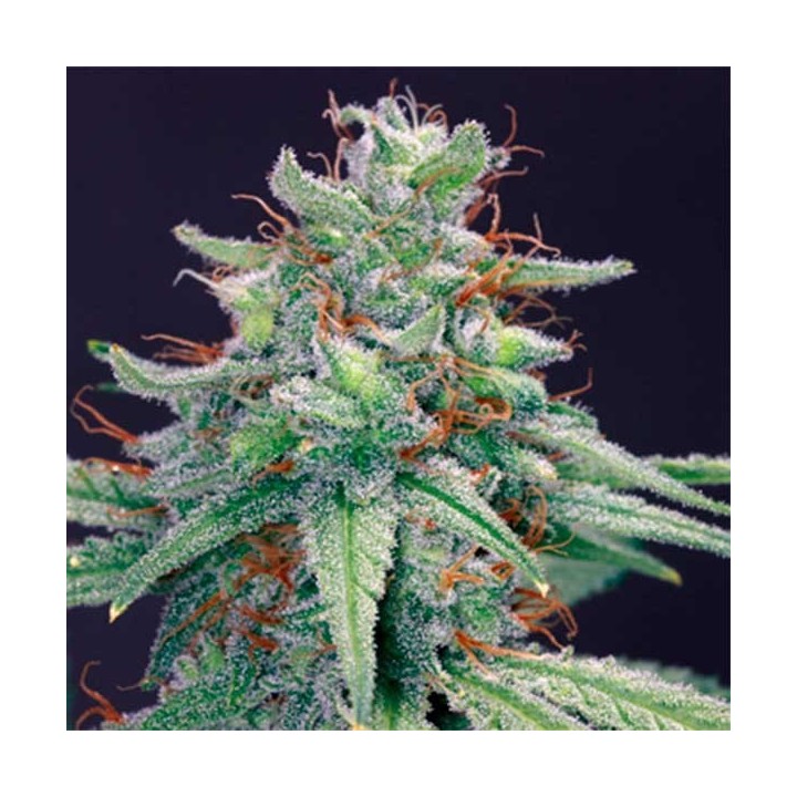 Blue Cheese Feminizada de Barney's Farm
