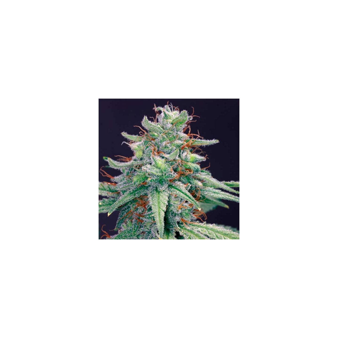 Blue Cheese Feminizada de Barney's Farm