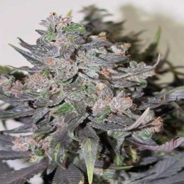 Blue Mammoth Autofloreciente Feminizada de Barney's Farm
