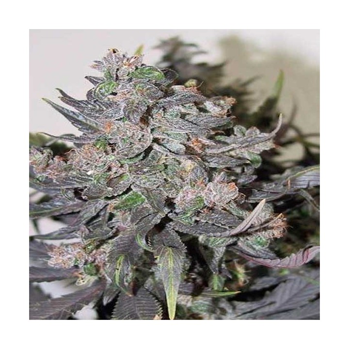 Blue Mammoth Autofloreciente Feminizada de Barney's Farm