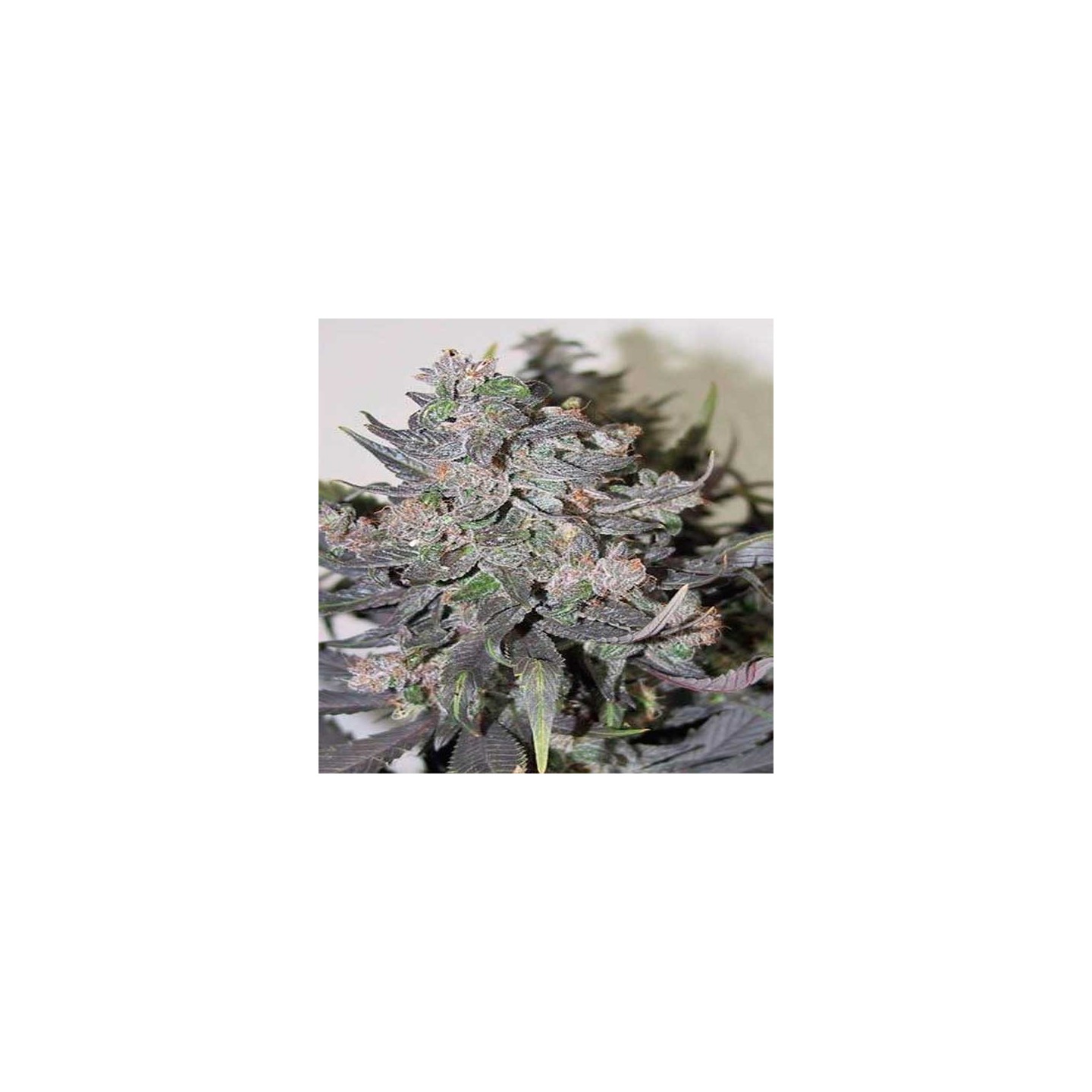 Blue Mammoth Autofloreciente Feminizada de Barney's Farm