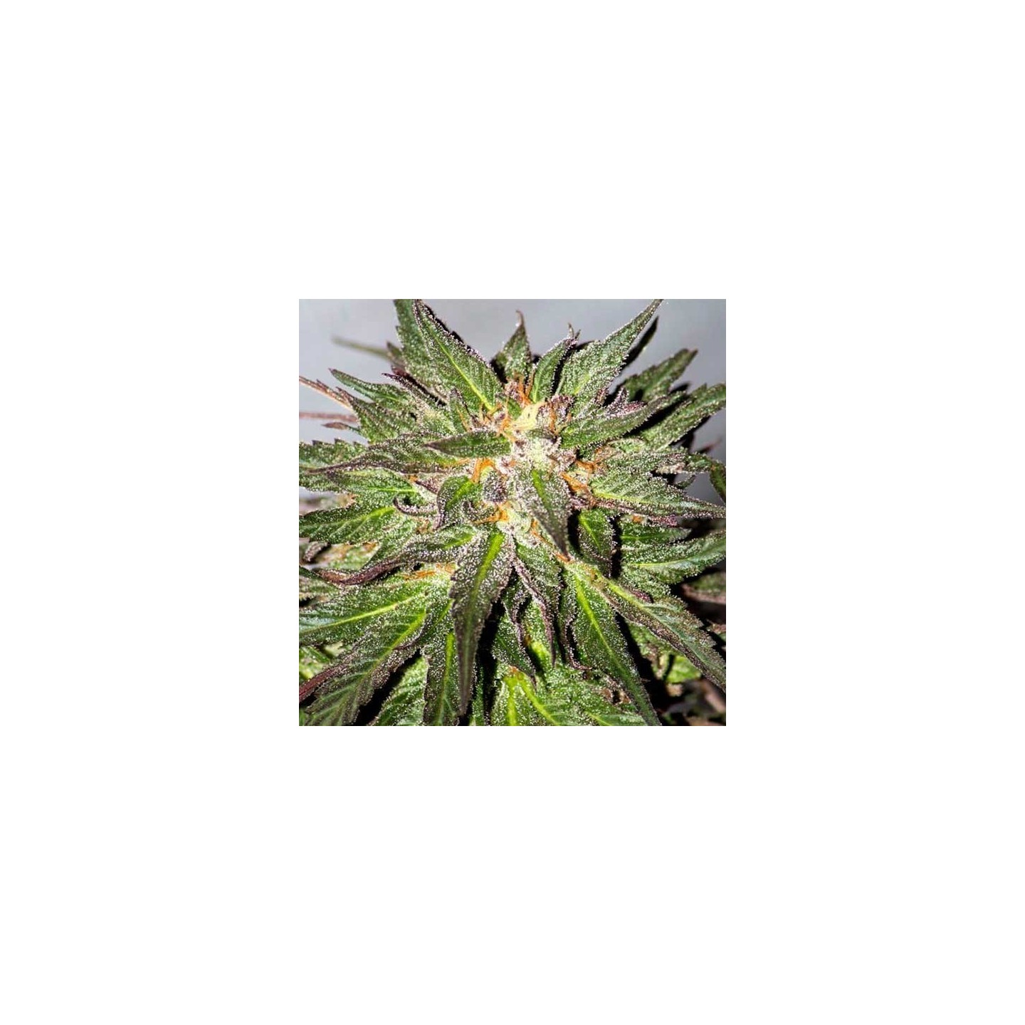 Critical Cure CBD Feminizada de Barney's Farm