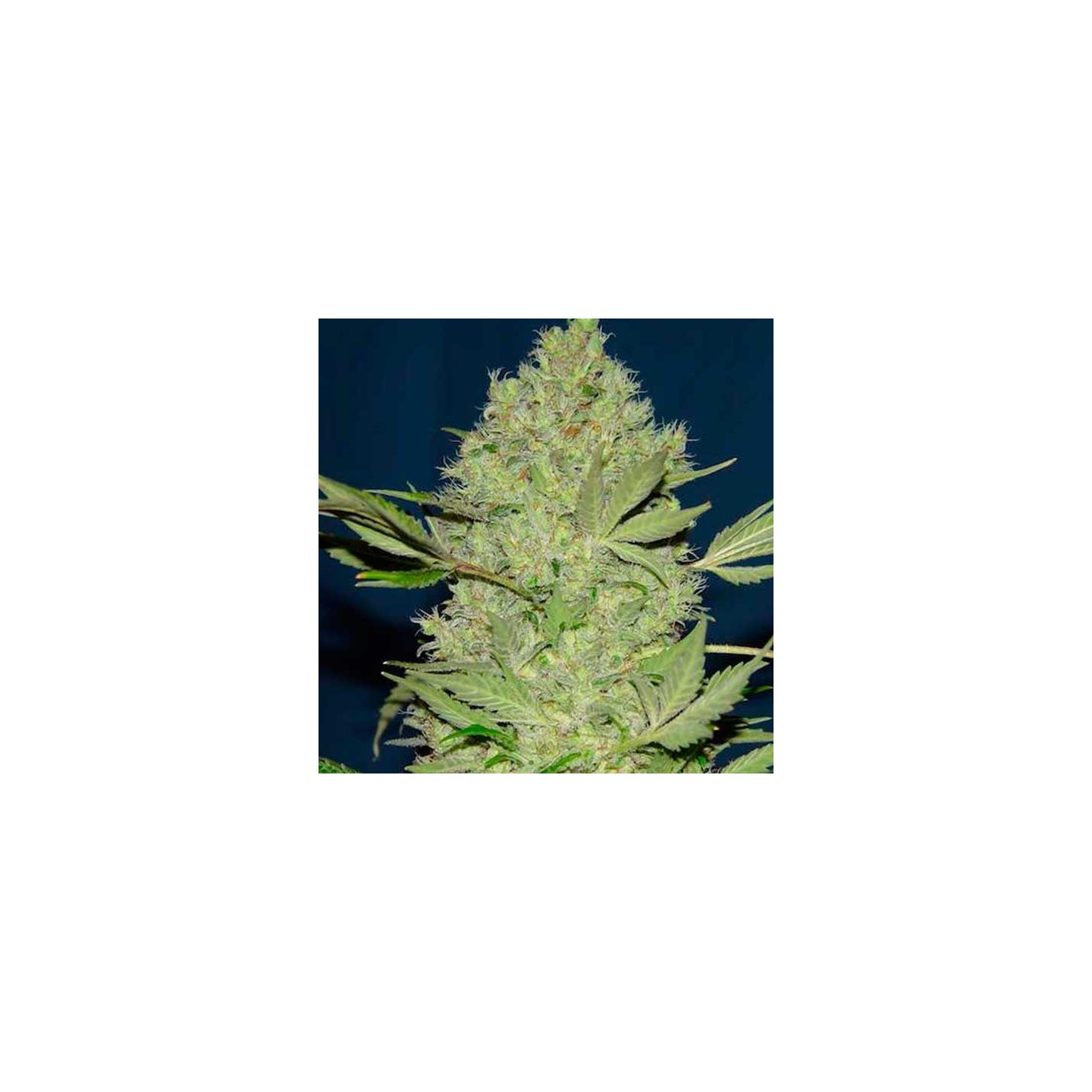 Chronic Thunder Feminizada de Barney's Farm