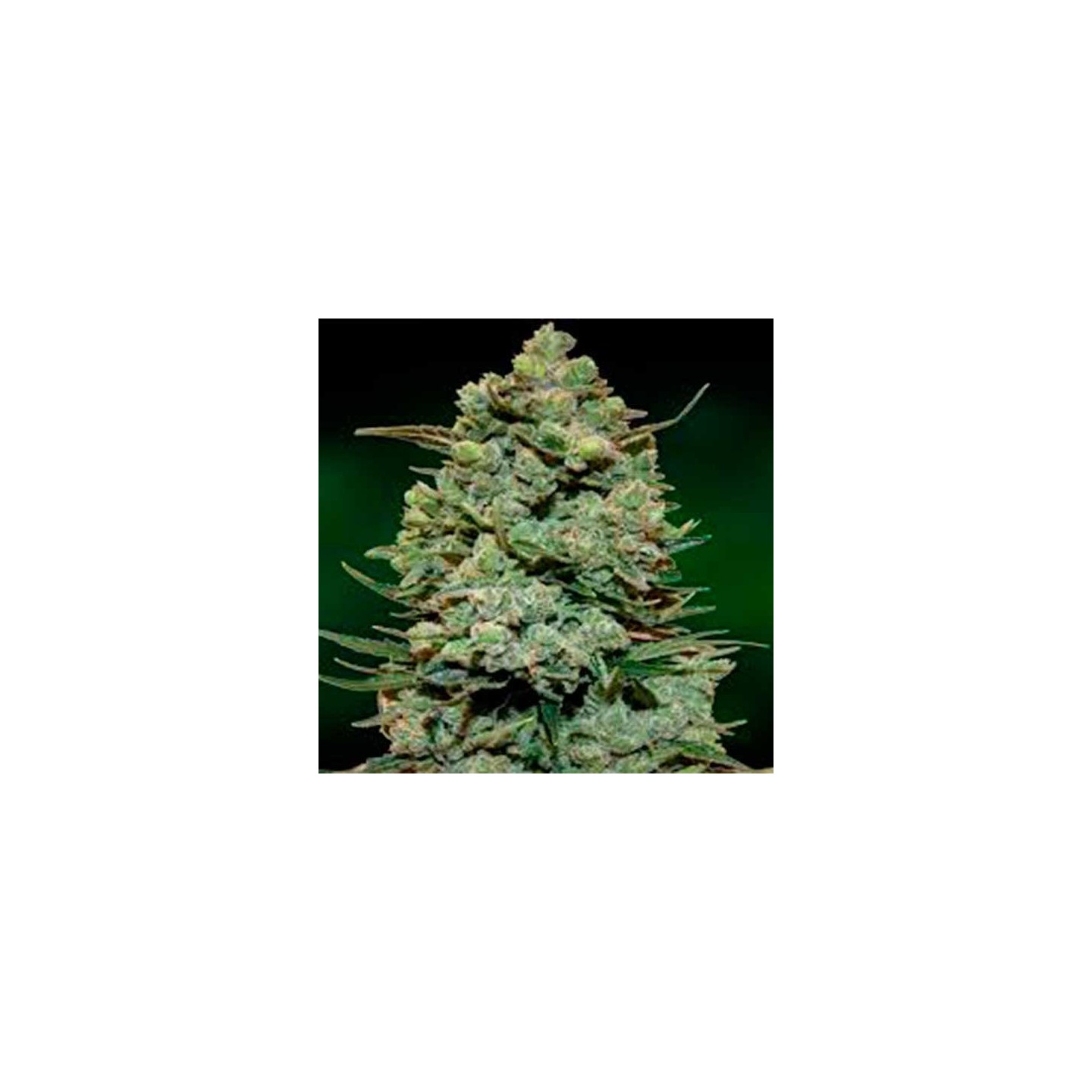 Cookies Kush Feminizada de Barney's Farm