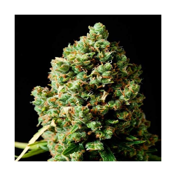 Critical Kush Feminizada de Barney's Farm