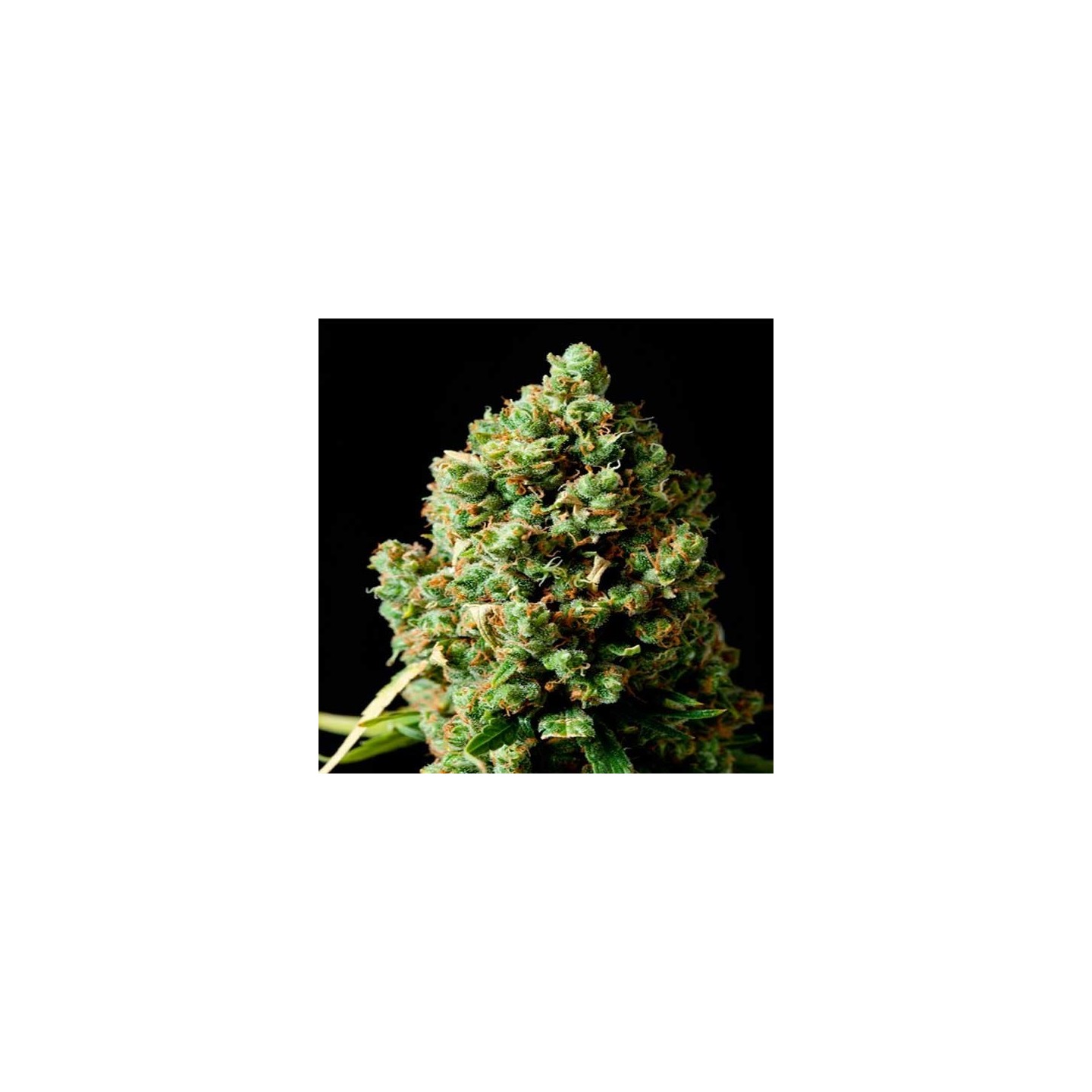 Critical Kush Feminizada de Barney's Farm