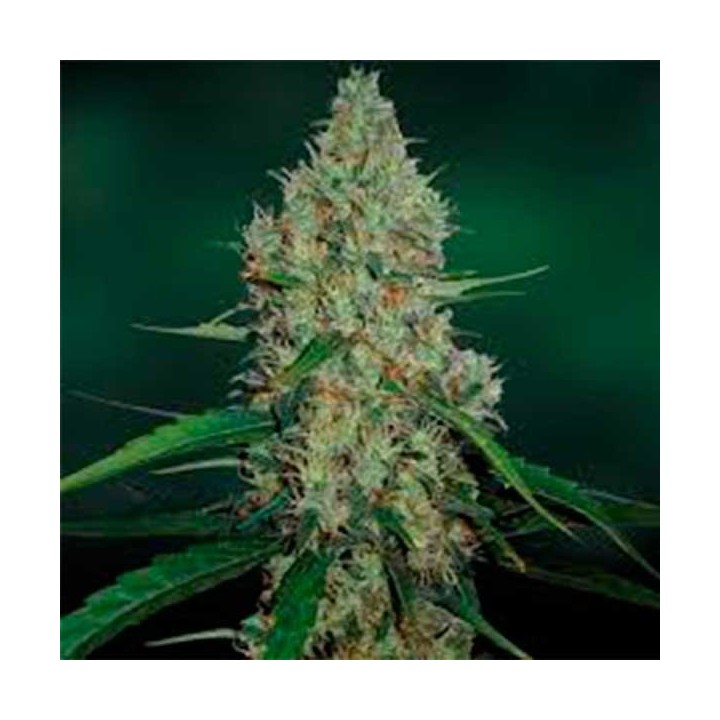 G13 Haze Feminizada de Barney's Farm