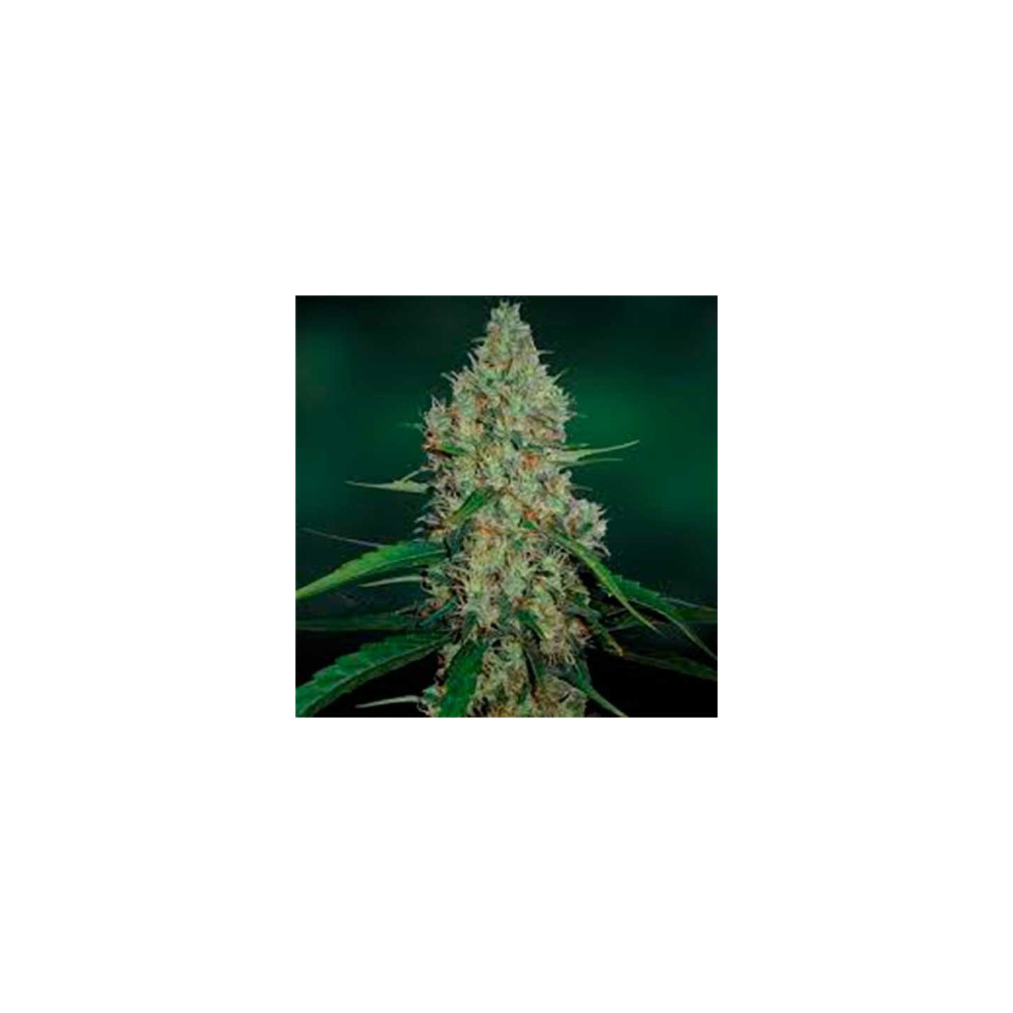 G13 Haze Feminizada de Barney's Farm