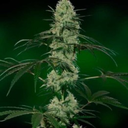 Grape Muerte Autofloreciente Feminizada de Barney's Farm