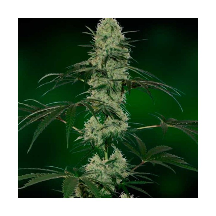 Grape Muerte Autofloreciente Feminizada de Barney's Farm