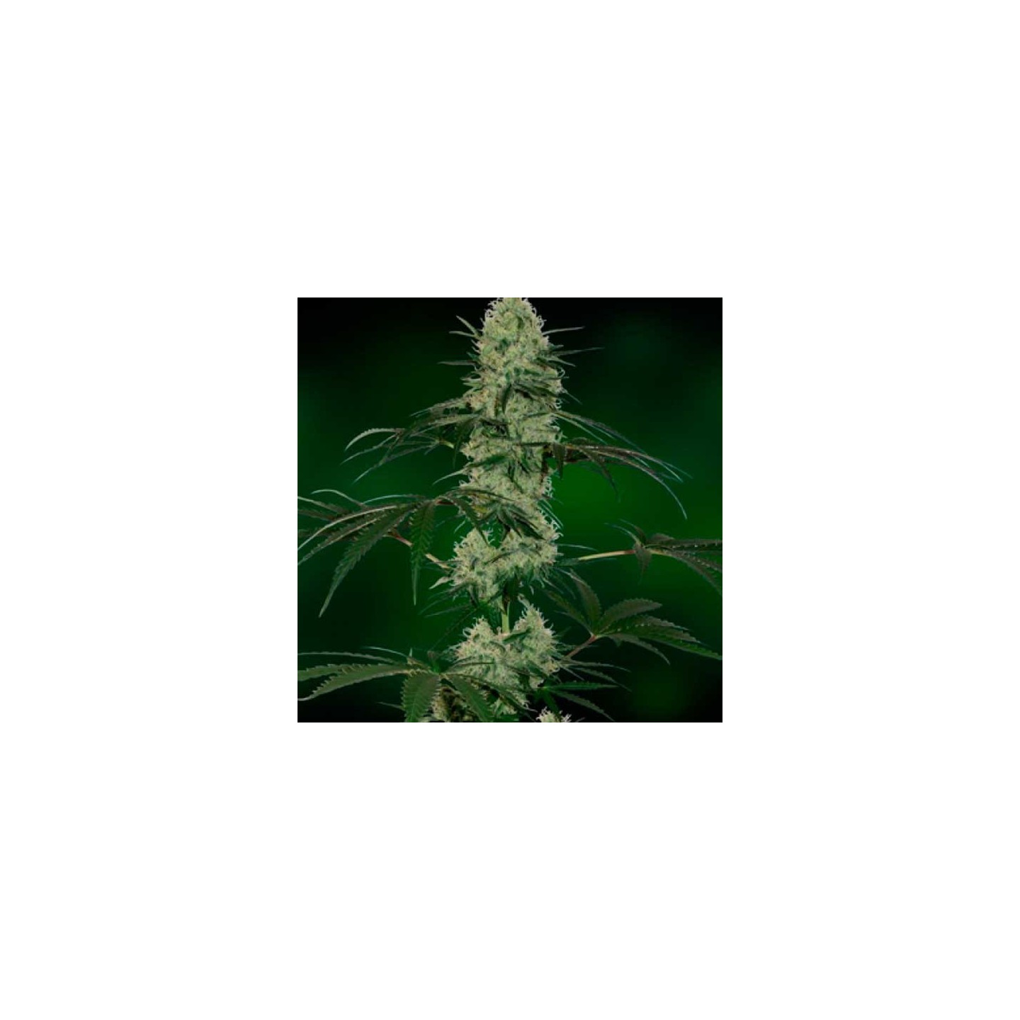 Grape Muerte Autofloreciente Feminizada de Barney's Farm