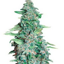 Honey B Feminizada de Barney's Farm