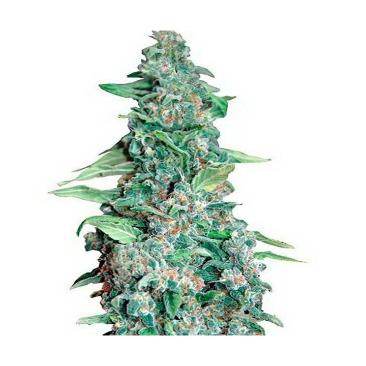Honey B Feminizada de Barney's Farm