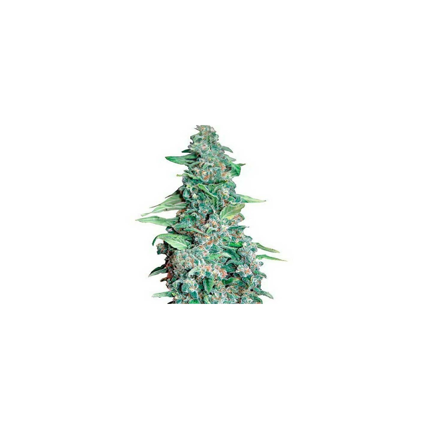 Honey B Feminizada de Barney's Farm