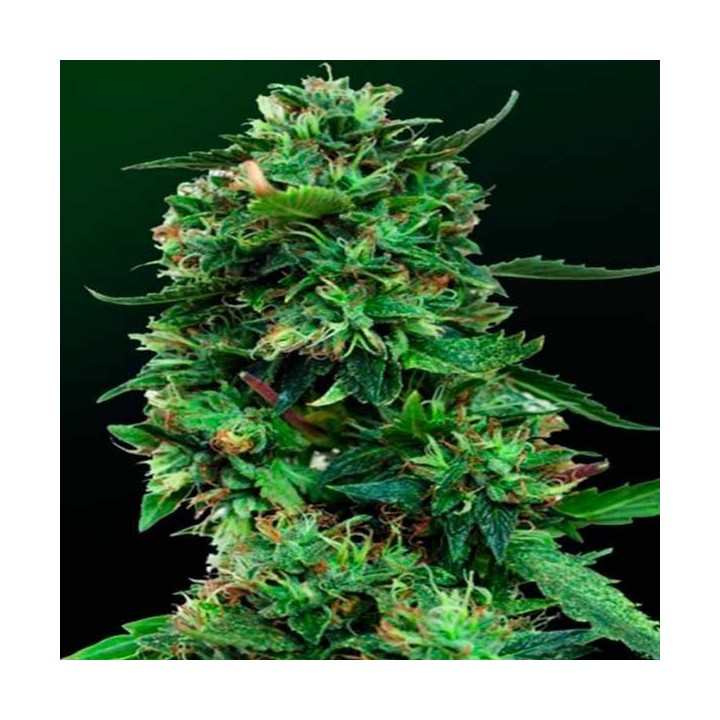 L.S.D. Feminizada de Barney's Farm