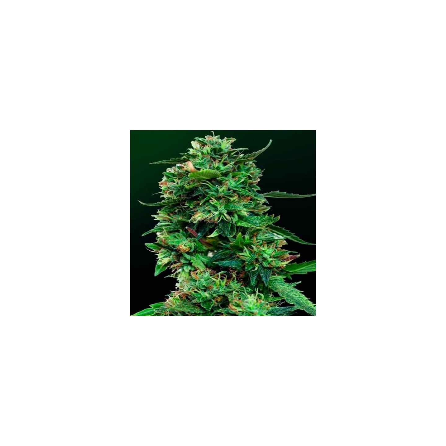 L.S.D. Feminizada de Barney's Farm