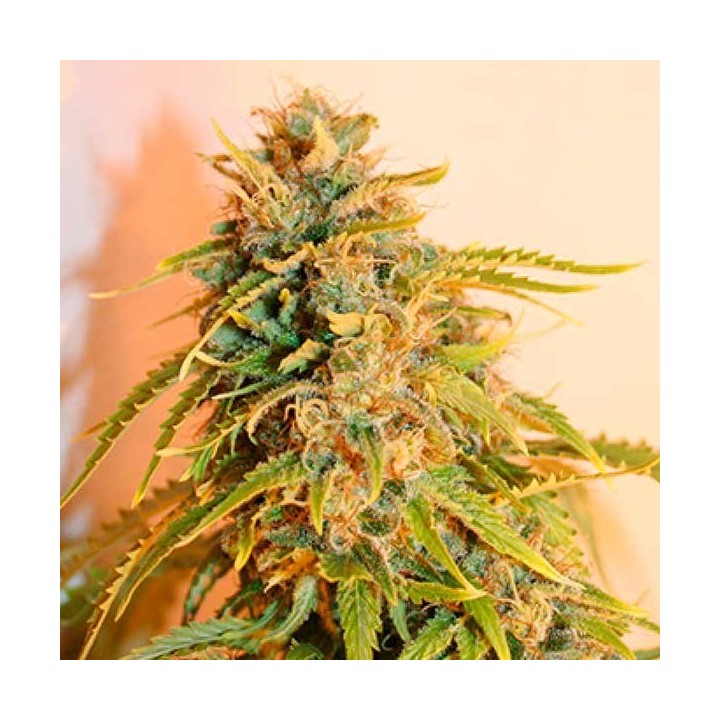 Laughing Buddha Feminizada de Barney's Farm