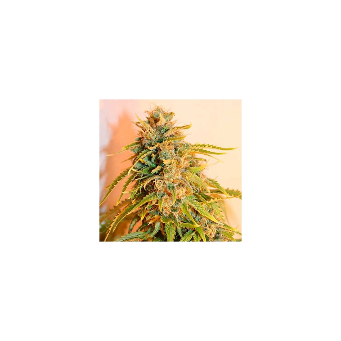 Laughing Buddha Feminizada de Barney's Farm